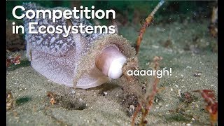 Competition in ecosystems [upl. by Petuu]