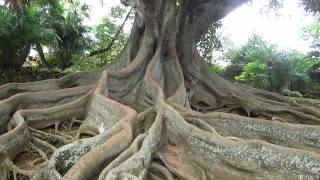 Ficus Macrophylla do Jardim António Borges [upl. by Danyelle]