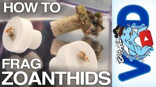 How To Frag Zoanthid Coral  BigAlsPetscom [upl. by Lavine206]