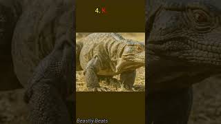 Top 9 Biggest Reptiles  animal animal facts wildlife [upl. by Eiclud]