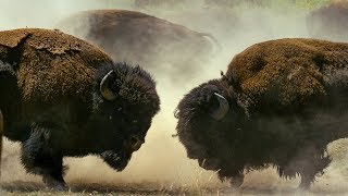 Bison Fight for Mating Rights  BBC Earth [upl. by Nerrual]