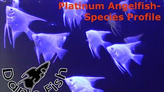 Angelfish Platinum  Species Profile [upl. by Gaylord]