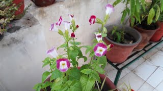 Beautiful Flowering Plant  Torenia  How to Grow and Care Torenia Plant  Care of Torenia Plant [upl. by Yebot]