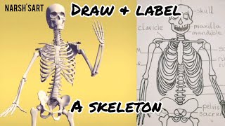 How to draw and label the human skeleton [upl. by Christian]