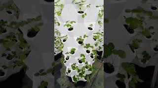 aeroponictower garden indoorplants aerogarden indoorgardening hydroponictower plants aeropon [upl. by Akcebar]