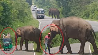 Elephant on Kataragama Buttala road thrilling tourofsivasri elephant wildlife wildelephants [upl. by Maggs]