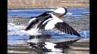 Bufflehead Stills and Video with Nikon D90 [upl. by Nesnej]