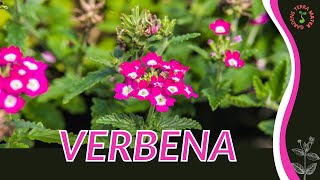 VERBENA Information and Growing Tips Verbena officinalis [upl. by Elohc]