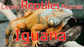 Learn Reptiles names with pictures  Different Reptiles animals for kids [upl. by Nielson]