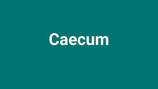 Caecum Meaning and Pronunciation [upl. by Barboza]