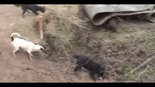 Ratting Fast action ratting with terriers ratting on farms ratting video 201718 [upl. by Alemac472]