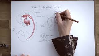 Lockdown Embryology with Prof Alice Roberts 12 Heart Septation [upl. by Tressia749]