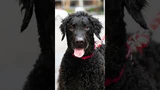 Thomas the CurlyCoated Retriever [upl. by Enilrac]