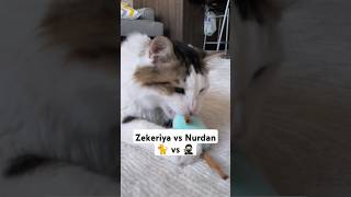 Biz de biraz ninja skilleri ekledik cat catsounds catlover hunt fyp [upl. by Nandor]