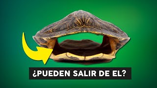 ¿Qué hay dentro del caparazón de una tortuga 🐢 [upl. by Nednerb]