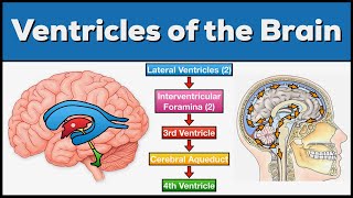 Ventricles of the Brain Anatomy and Cerebrospinal Fluid CSF Circulation [upl. by Diandre833]