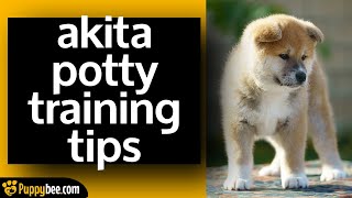 Akita Puppy Potty Training Tips dog trainer advice [upl. by Yregerg]