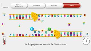 Animated PCR Real Time qPCR procedure [upl. by Tnilc]