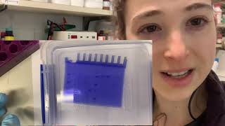 Coomassie Brilliant Blue Dye  the science of SDSPAGE staining [upl. by Ayotas667]