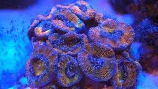 Acans Open and Feed Timelapse Red Acanthastrea [upl. by Eivi]