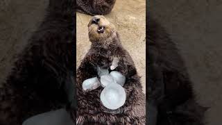 Adorable Sea Otter Eating Ice shorts [upl. by Atahs]