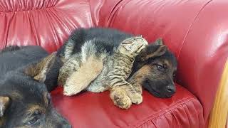 Foster Kittens Raised By German Shepherd Uses Him As A Pillow [upl. by Yremrej]