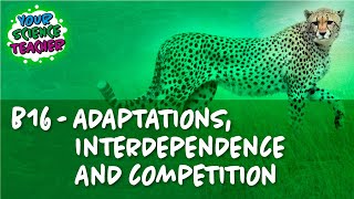 AQA GCSE 91 B16  Competition and Adaptation [upl. by Darya718]