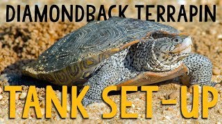 Diamondback Terrapin SetUp [upl. by Okime]