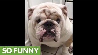 Bulldog refuses to give owner his paw [upl. by Kile262]