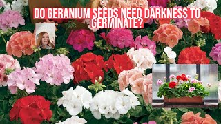 Do Geranium Seeds Need Darkness to Germinate [upl. by Karil910]