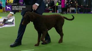 Retrievers CurlyCoated  Breed Judging 2019 [upl. by Araid191]