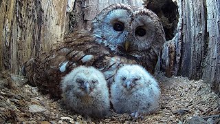 Wild Tawny Owls Adopt 6 Orphaned Owlets  Full Story  Luna amp Bomber  Robert E Fuller [upl. by Lyndes]