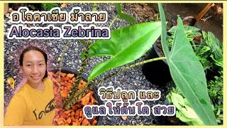 Alocasia Zebrina cares อโลคาเซีย ม้าลาย วิธีปลูก และดูแลให้ต้นโต สวย  สวนอุ่นดิน [upl. by Noirrad]