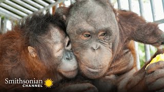 This Orangutan Friendship Will Melt Your Heart 🥰 Orangutan Jungle School  Smithsonian Channel [upl. by Elletnwahs]