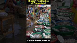 Biggest Seafood Market of Pangasinan Dagupan City’s Magsaysay Fish Market [upl. by Palecek110]