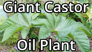 Growing Giant Castor Oil Plants From Seed [upl. by Llenra662]