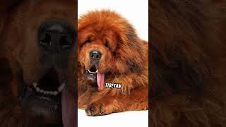 Facts About The Tibetan Mastiff [upl. by Yenffit335]