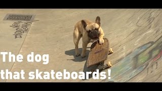 Skateboarding dog has become an internet sensation [upl. by Kerman]