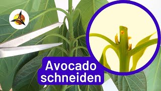 Avocado Pflanzen schneiden Avocadobaum zurückschneiden [upl. by Ecirtnahs250]