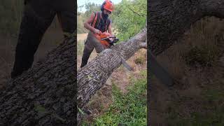 Bore Cut 🪓 asmr lumberjack wood lumberjacking chainsaws husqvarna [upl. by Elbam978]