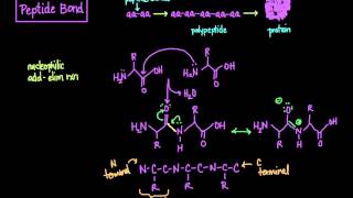 The Peptide Bond Formation and Cleavage [upl. by Boswell]