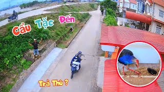 Cẩu Tặc Đến Trả Thù Mình Phải Làm Sao Và Tin Vui Trích Cồ Tự Ấp Nở Thành Công  Quế Nghịch [upl. by Magavern]