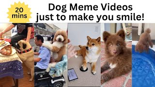 2 Funny Dog meme videos to make you smile Just because Random Compilation 20 mins [upl. by Maclean]