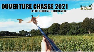 🍂  OUVERTURE CHASSE 2021  🐶 Chasse du Faisan au chien darrêt [upl. by Ahkihs]