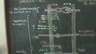 Imunologia  Ativação de Células T [upl. by Jasmin]