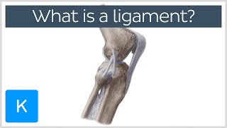 What Is a Ligament Definition and Overview  Human Anatomy  Kenhub [upl. by Latrell]