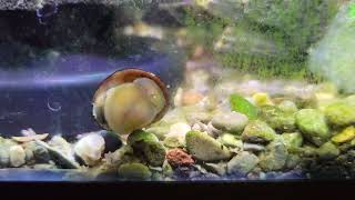 nerite snail hard at work [upl. by Eitak]