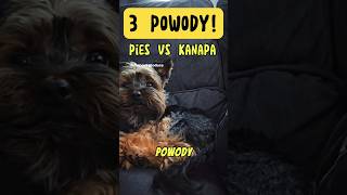 Dlaczego pies może na kanapę🤔 pies mebel funnydogs funny happydog pieskieżycie powody omg [upl. by Laeahcim]