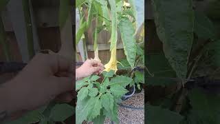 My UK Brugmansia collection [upl. by Enomsed517]