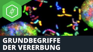 Grundbegriffe der Vererbung [upl. by Wong]